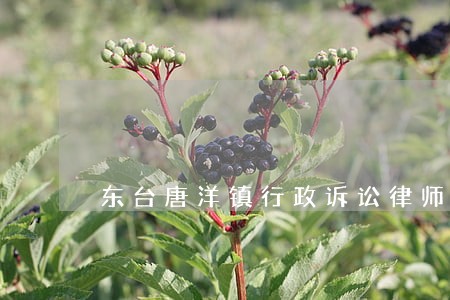 东台唐洋镇行政诉讼律师 东台唐洋镇行政诉讼律师
