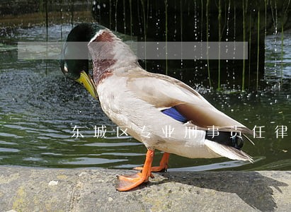 东城区专业刑事责任律师服务