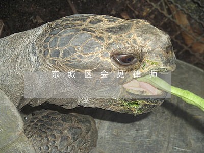 东城区会见律师