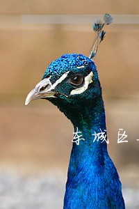 东城区毒品刑事律师 东城区毒品刑事律师