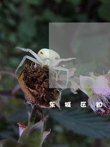 东城区知名律师哪家好欢迎咨询 东城区知名律师哪家好欢迎咨询
