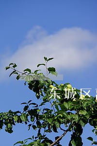 东城区离婚一套房子请律师 东城区离婚一套房子请律师
