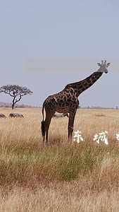 东城租赁合同纠纷律师咨询