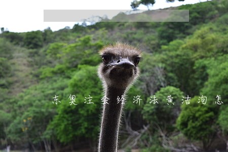 东奥注会经济法黄洁洵怎么样 东奥注会经济法黄洁洵怎么样
