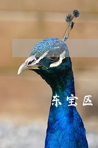 东宝区商业拆迁律师 东宝区商业拆迁律师