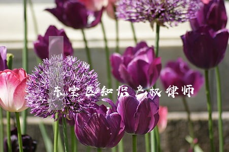 东宝区知识产权律师 东宝区知识产权律师