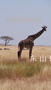 东山区专业合同保全律师 东山区专业合同保全律师
