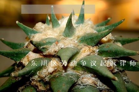 东川区劳动争议起诉律师事务所 东川区劳动争议起诉律师事务所