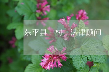 东平县一村一法律顾问 东平县一村一法律顾问