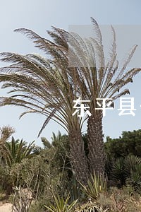 东平县公在线律师咨询 东平县公在线律师咨询