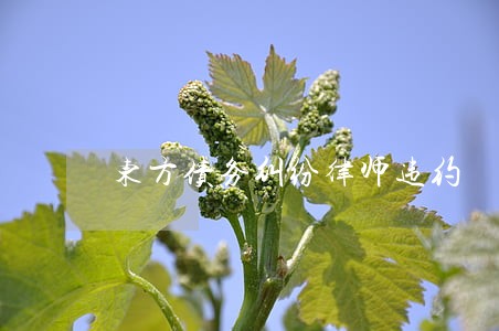 东方债务纠纷律师违约 东方债务纠纷律师违约