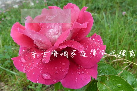 东方婚姻家庭律师代理离婚诉讼 东方婚姻家庭律师代理离婚诉讼