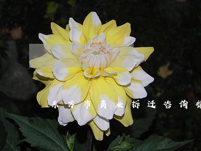 东方市商业拆迁咨询律师 东方市商业拆迁咨询律师