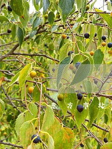 东方市处理诉讼法律问题律师 东方市处理诉讼法律问题律师