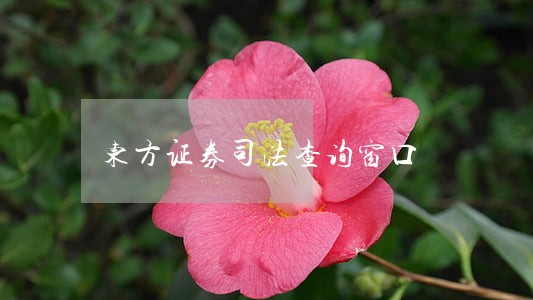 东方证券司法查询窗口