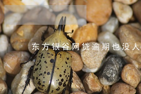东方银谷网贷逾期也没人联系 东方银谷网贷逾期也没人联系