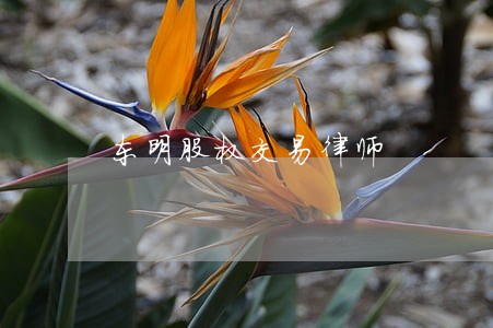 东明股权交易律师 东明股权交易律师