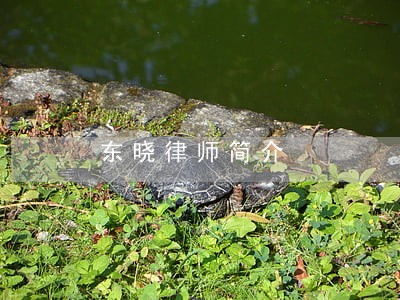 东晓律师简介