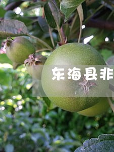 东海县非法集资诉讼律师 东海县非法集资诉讼律师