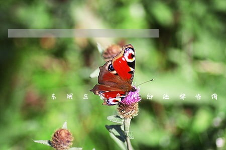 东湖区家庭纠纷法律咨询 东湖区家庭纠纷法律咨询