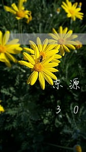 东源县委书记蓝岸是否违法/2023013049326 东源县委书记蓝岸是否违法/2023013049326