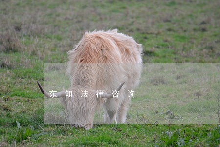 东知法律咨询 东知法律咨询