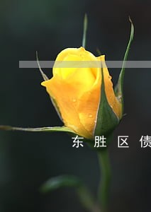 东胜区债务风险代理律师咨询电话 东胜区债务风险代理律师咨询电话