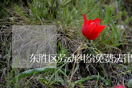东胜区劳动纠纷免费法律咨询
