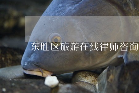 东胜区旅游在线律师咨询 东胜区旅游在线律师咨询