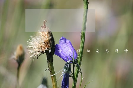 东胜区能力强的会见律师