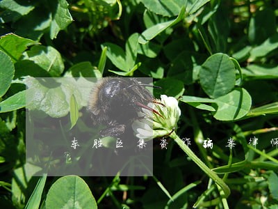 东胜区集资诈骗案律师哪个好