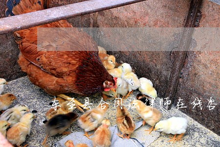 东至县合同法律师在线咨询 东至县合同法律师在线咨询