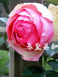 东至县知识产权免费法律咨询热线 东至县知识产权免费法律咨询热线