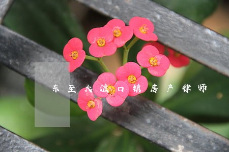 东至大渡口镇房产律师 东至大渡口镇房产律师