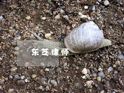 东芝律师 东芝律师