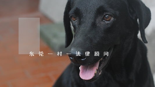 东莞一村一法律顾问 东莞一村一法律顾问