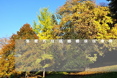 东莞万江区婚姻诉讼律师网 东莞万江区婚姻诉讼律师网