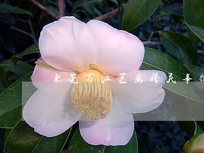 东莞万江区离婚民事律师 东莞万江区离婚民事律师