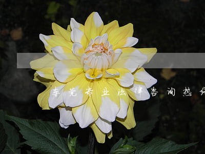 东莞专业法律咨询热线 东莞专业法律咨询热线