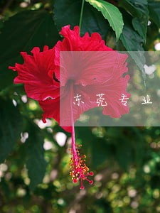 东莞专业离婚律师行 东莞专业离婚律师行