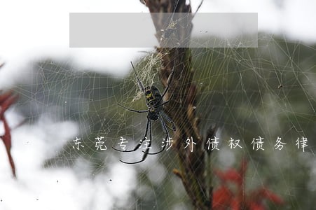 东莞专注涉外债权债务律师哪家强 东莞专注涉外债权债务律师哪家强