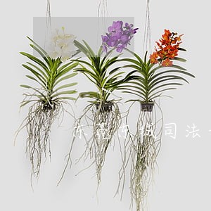 东莞东城司法亲缘鉴定能做吗 东莞东城司法亲缘鉴定能做吗