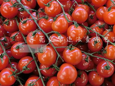 东莞交警违法查询电话 东莞交警违法查询电话