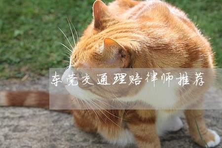 东莞交通理赔律师推荐 东莞交通理赔律师推荐