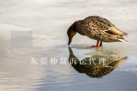 东莞仲裁诉讼代理 东莞仲裁诉讼代理