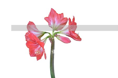 东莞企业债权融资律师 东莞企业债权融资律师