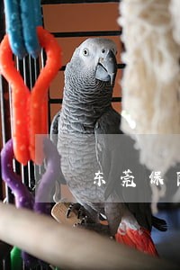 东莞保险诈骗罪律师推荐 东莞保险诈骗罪律师推荐