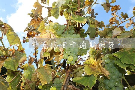 东莞信用卡逾期未还
