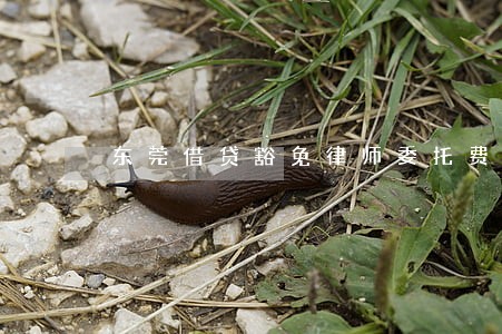 东莞借贷豁免律师委托费用 东莞借贷豁免律师委托费用