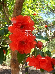 东莞债权债务律师收费 东莞债权债务律师收费